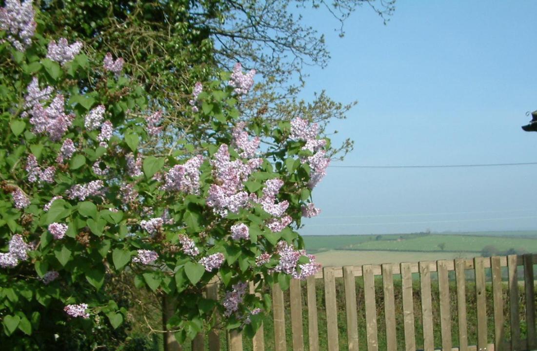 Harvest Home Guest House Tavistock  Buitenkant foto